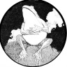 song icon